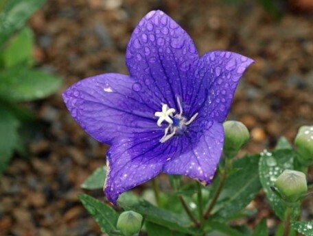 Balloon Flower Astra Blue QT