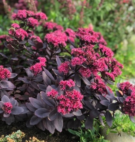 Sedum Plum Dazzled QT