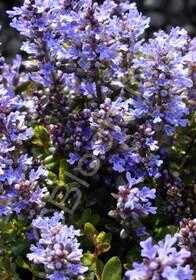 Ajuga Choc Chip 4&quot;