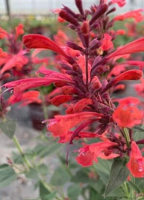 Agastache Sunrise Red 1 gal