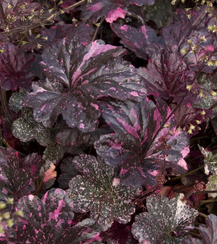 Heuchera Midnight rose 1 gal