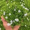 Blue Star Creeper 4&quot;