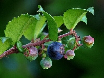Huckleberry Evergreen 1 gal