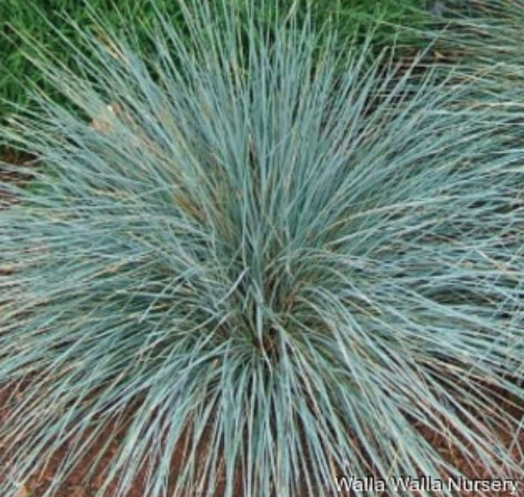 Blue Oat Grass 1 gal