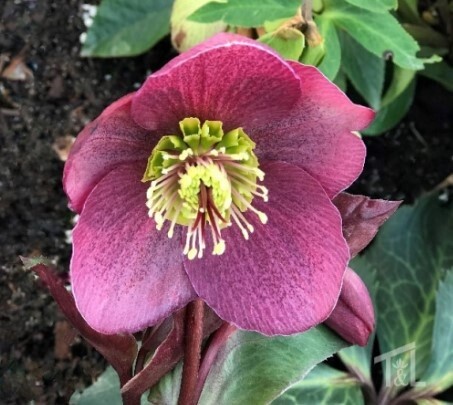 Hellebore Angel Charmer 1 gal