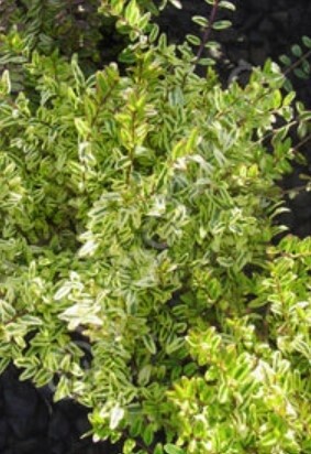 Lonicera Lemon Beauty 1 gal