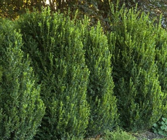 Boxwood Green Mountain 1 gal