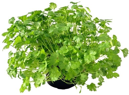 Cilantro  4&quot;