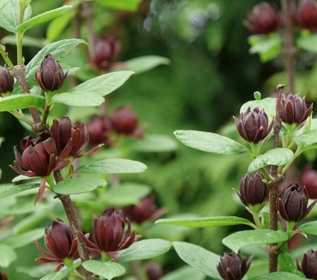 Calycanthus Scentsational #2