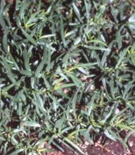 Tarragon French 4"