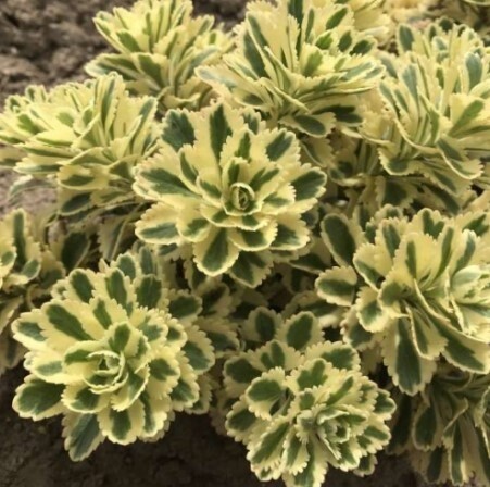 Sedum Atlantis QT