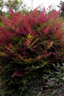 Nandina Obsession (seika) 1 gal