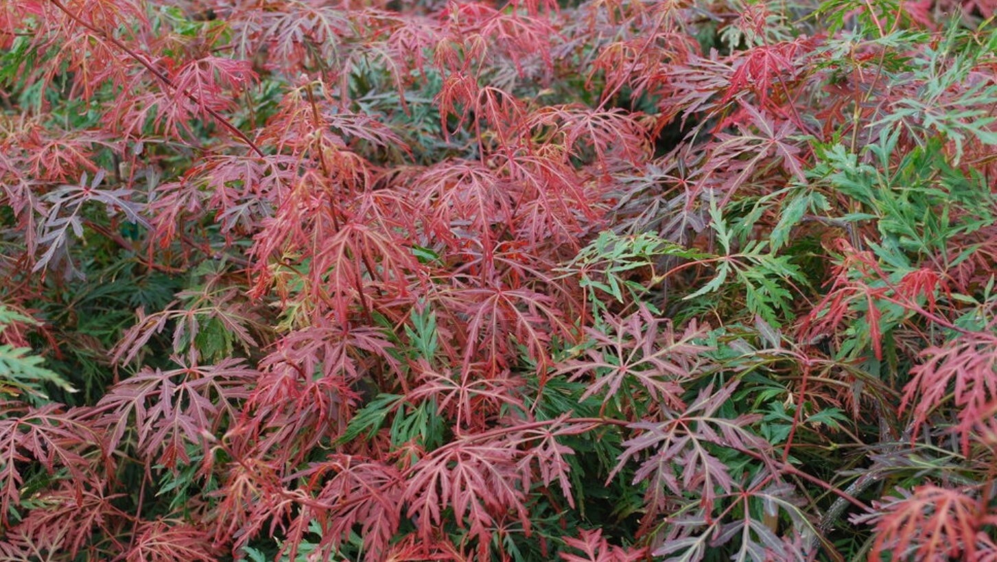 Japanese Maple Orangeola 2 gal