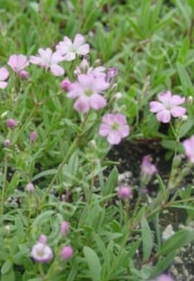 Gypsophila Rosea 4"
