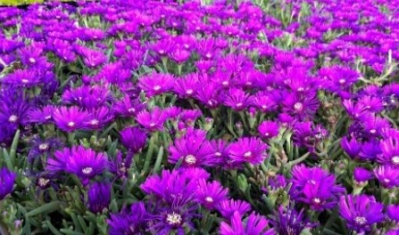 Ice Plant cooperi 4&quot;