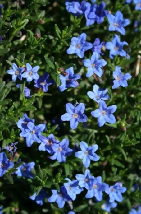 Lithodora Grace Ward 4"
