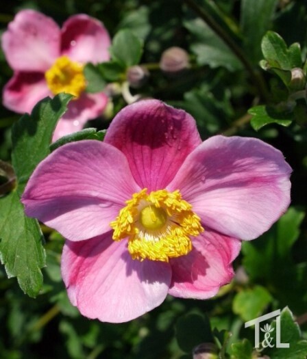 Anemone September Charm 1 gal