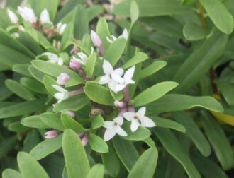 Daphne Eternal Fragrance 2 gal