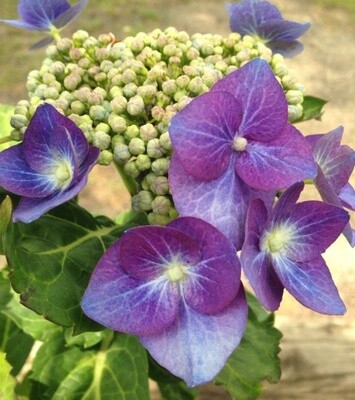 Hydrangea Blue Cassel 3 gal