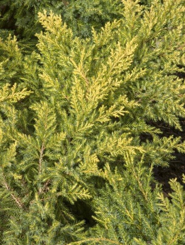 Juniper Daubs frosted 1 gal