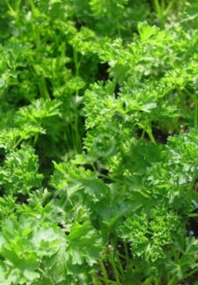 Parsley &#39;Curly&#39;  4&quot;
