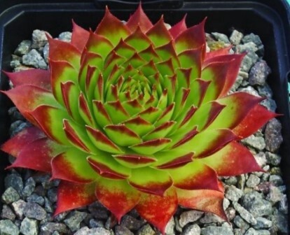 Sempervivum Sunset 4&quot;