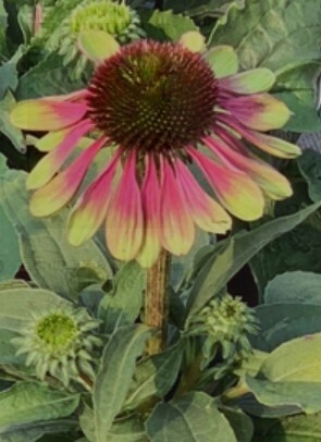 Echinacea Green Twister 4&quot;