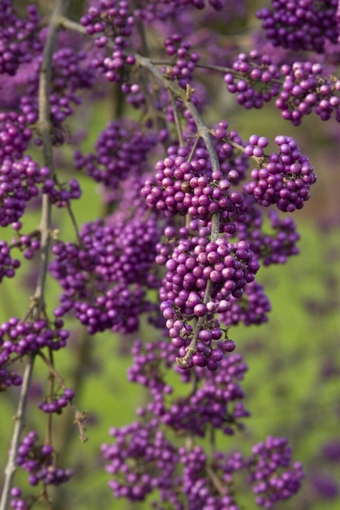 Beauty Berry  #2 gal