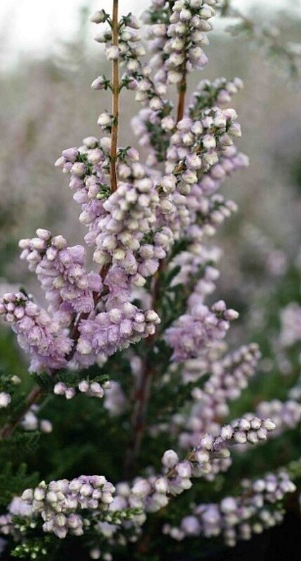 Calluna H E Beale 1 gal
