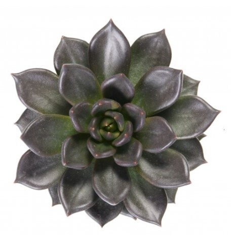 Echeveria Red Mamba 4&quot;