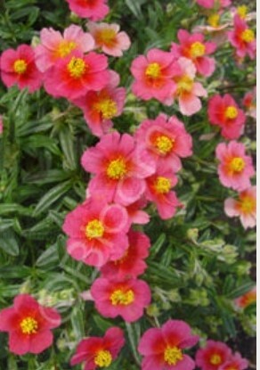 Sun Rose Ben Ledi 4"