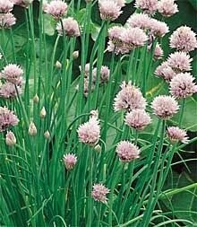 Chives  &amp; garlic chives 4&quot;