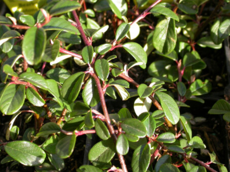 Cotoneaster Dammerii 4&quot;