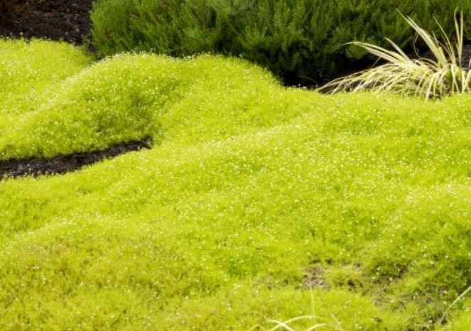 Scotch Moss 4&quot;