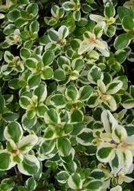 Thyme  foxley 4&quot;