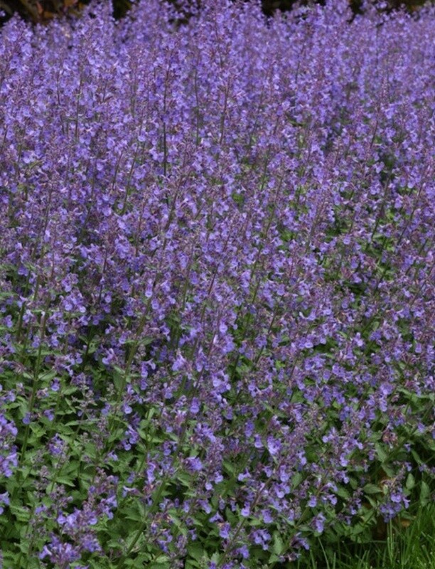 Catmint Jr Walker 1 gal