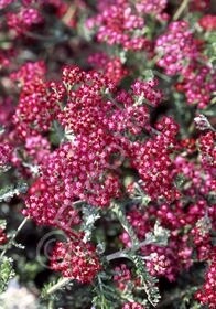 Yarrow Summerwine 1 gal