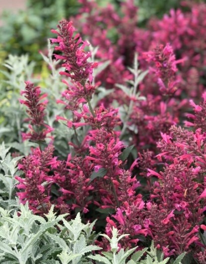Agastache Morello Qt
