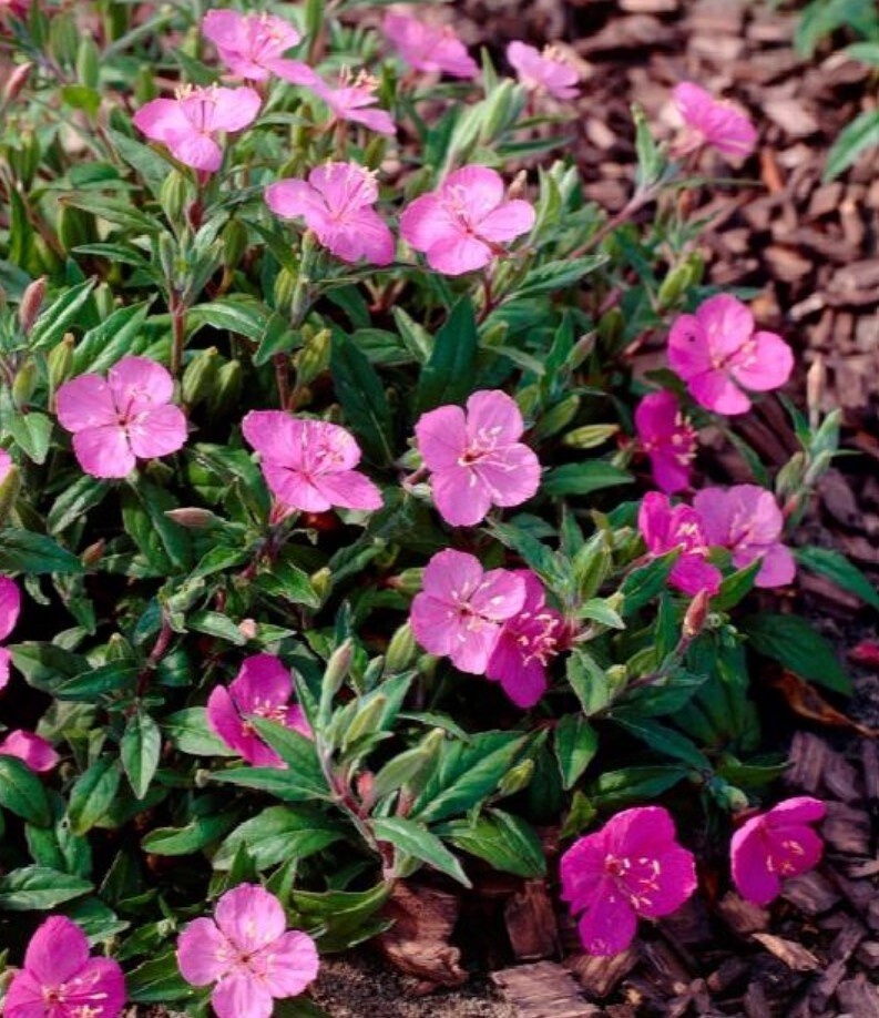 Evening Primrose Glow Magenta 1 gal