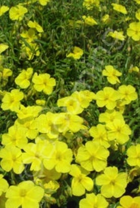 Sunrose Wisley Primrose 4&quot;