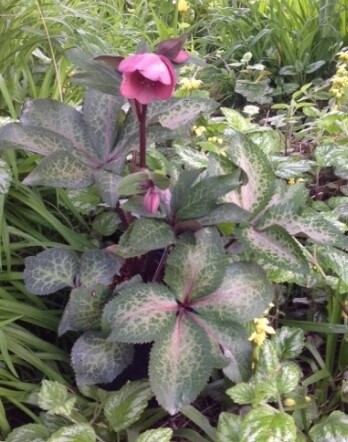 Hellebore Pippas Purple 1 gal