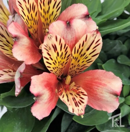 Alstroemeria Husky 8&quot;