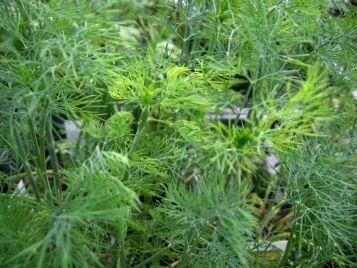 Dill &#39;fernleaf&#39;  4&quot;