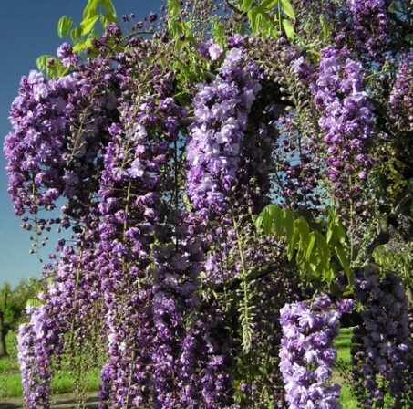 Wisteria Black Dragon 1 gal