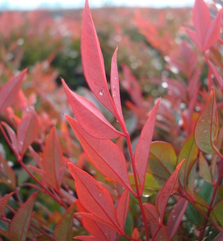 Nandina Gulf Stream 1 gal