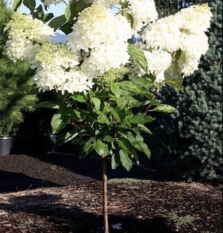 Hydrangea Tree Phantom #7