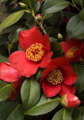 Camellia Angels Spring Promise 5 gal