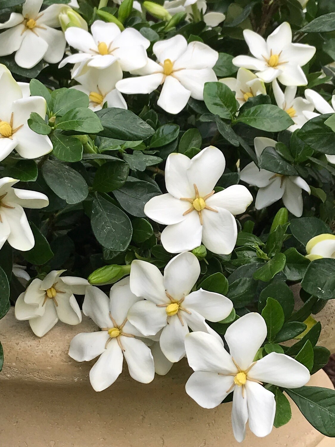 Gardenia Kleims Hardy 1 gal