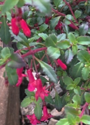 Fuchsia Isis 1 gal