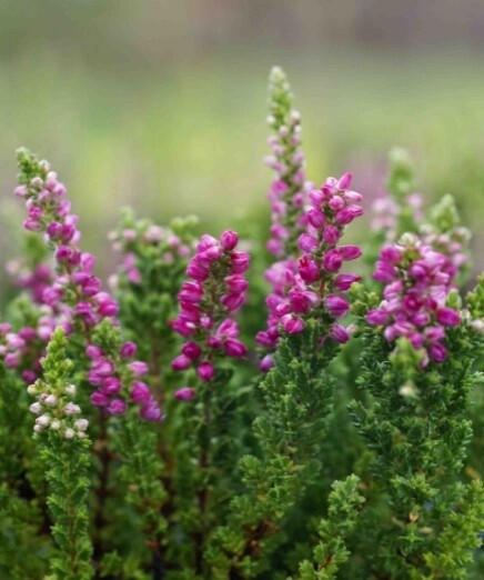 Calluna Dark Beauty 1 gal